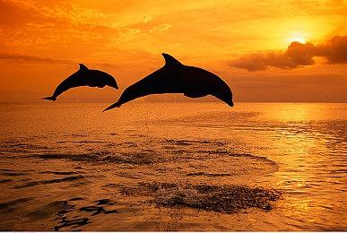 《艾尔登法环》最新情报公布 网易UU加速器巨量带宽助你轻松下载